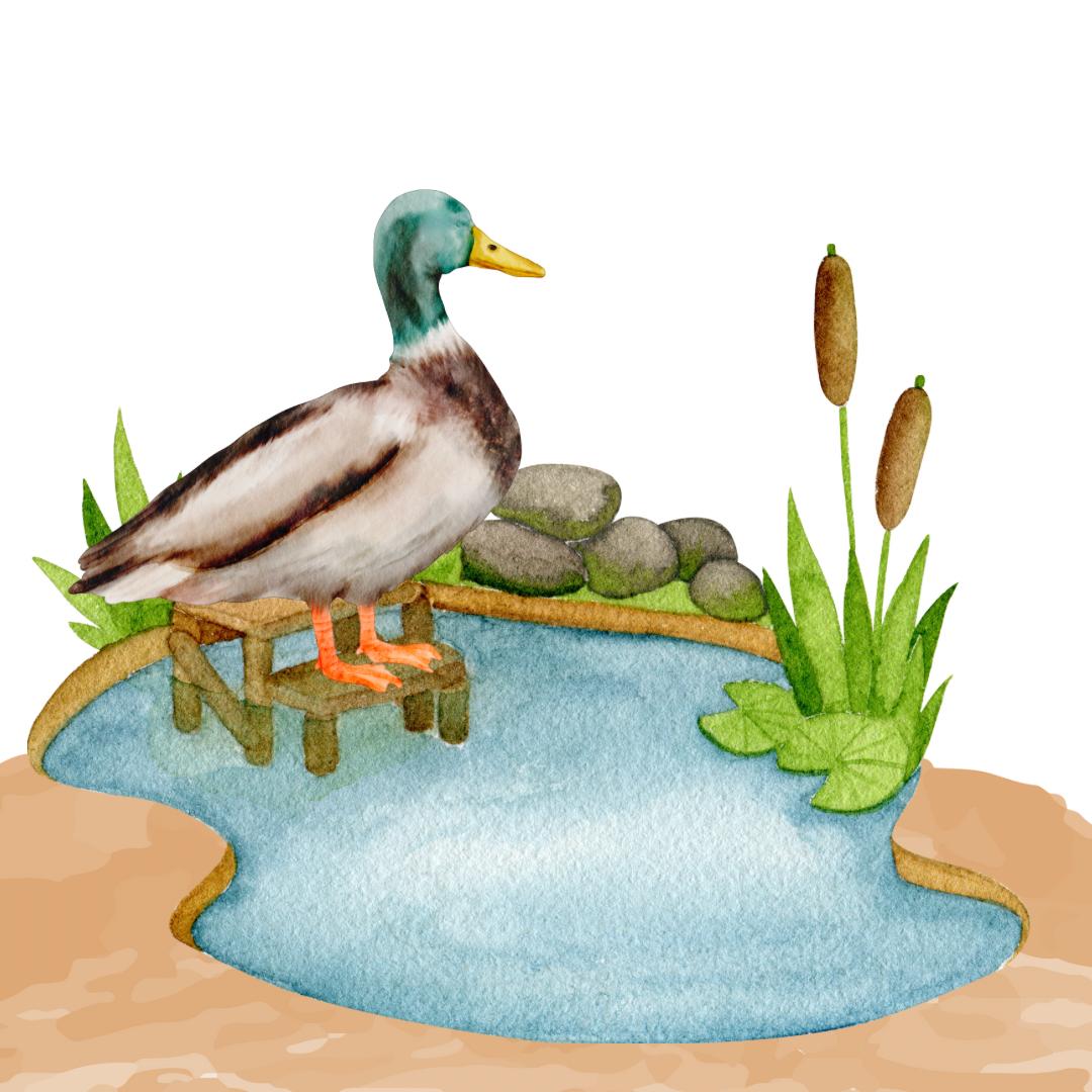 How do Animals walk?